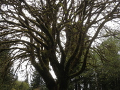 Olympic National Park