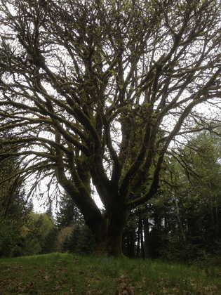 Olympic National Park