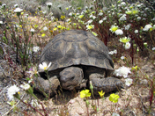 Jawbone- Butterbredt ACEC