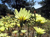 Kiava Wilderness, BLM