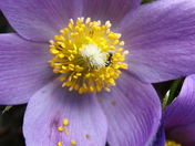 Glacier National Park