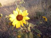 Dixie National Forrest