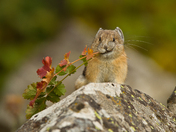 Yellowstone National Park