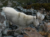 Proposed Scotchman Peaks Wilderness, Idaho Panhandle National Forests
