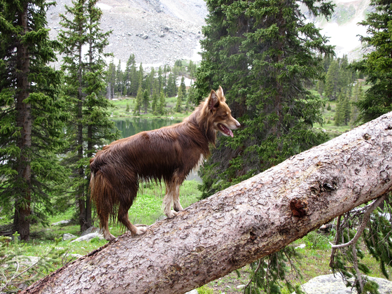 Fossil Ridge Wilderness Area