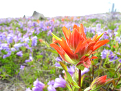 Mount St. Helens National Volcanic Monument
