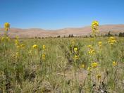 Great Sand Dunes