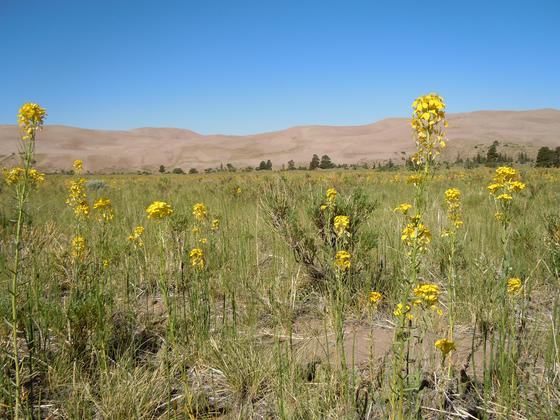 Great Sand Dunes