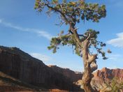 Captial Reef National Park