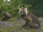 Mount Rainier National Park