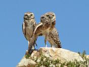 Jawbone-Butterbredt Area of Critical Concern, BLM