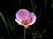 Bright Star Wilderness, BLM