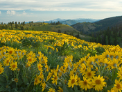 Bridger-Teton National Forest