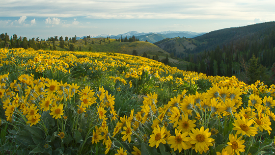 Bridger-Teton National Forest