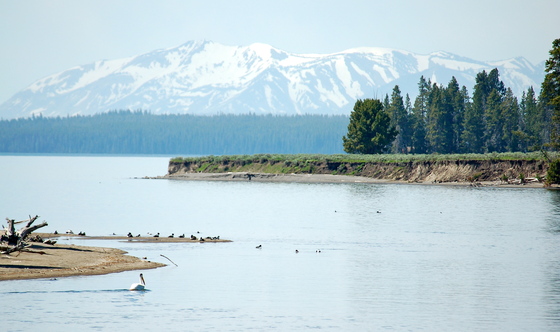 Yellowstone