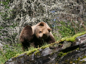 Glacier National Park
