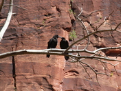 Zion National Park, Utah