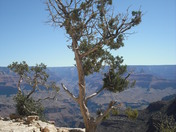 The Grand Canyon