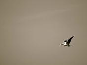 Biscayne National Park