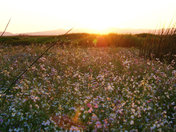 Grizzly Island Wildlife Area