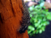 Shenandoah National Park