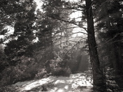 San Isabel National Forest