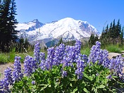 Mount Rainier National Park