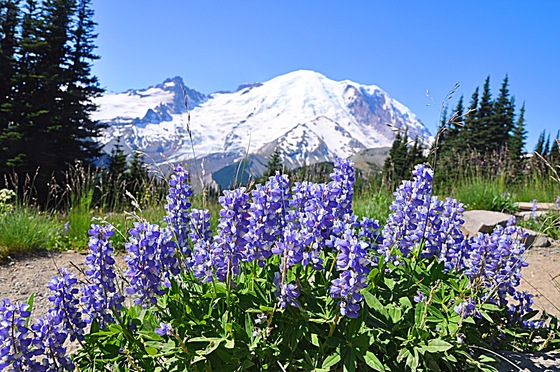 Mount Rainier National Park