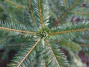 Colville National Forest