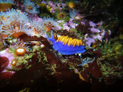 Channel Island National Park