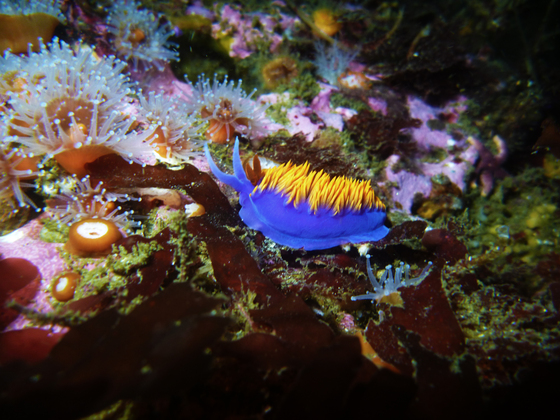 Channel Island National Park