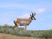 Medicine Bow National Forest