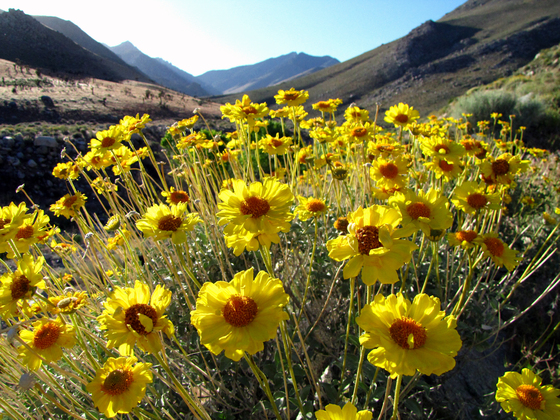 Owens Peak Wilderness, BLM