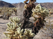 Joshua Tree National Park
