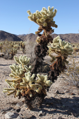 Joshua Tree National Park