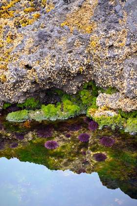 Cape Perpetua