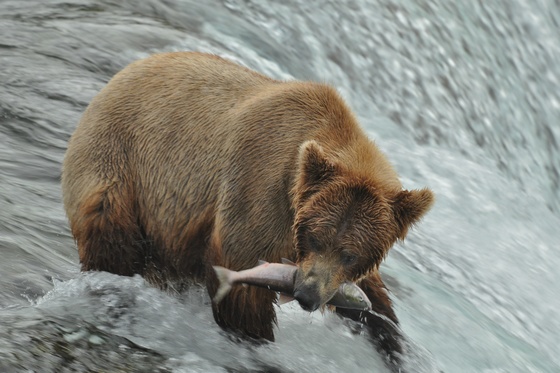 Katmai National Park