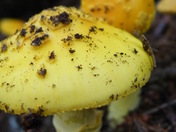 Monongahela National Forest