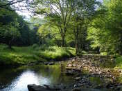 Monongahela National Forest