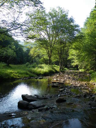 Monongahela National Forest