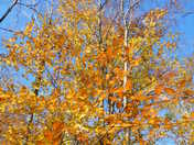 Monongahela National Forest