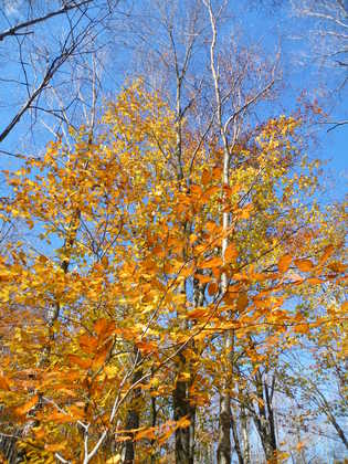 Monongahela National Forest