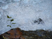 Monongahela National Forest
