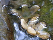 Monongahela National Forest