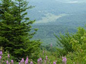 Monongahela National Forest