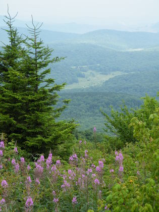 Monongahela National Forest