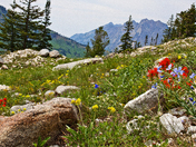 Wasatch-Cache National Forest