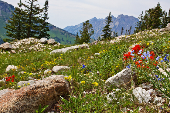 Wasatch-Cache National Forest