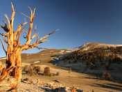Ancient Bristlecone Pine Forest