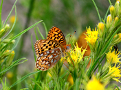Platte River Wilderness, Medicine Bow National Forest